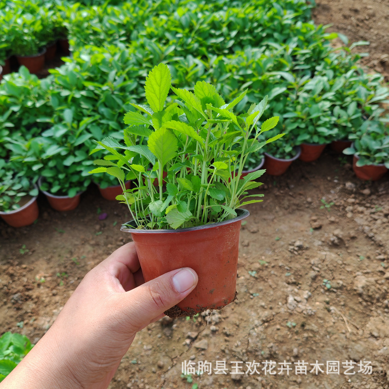 Willow Verbena Potted Nursery Supply Garden Landscape Greening Verbena Flower Sea Landscaping Flower Belt Greening