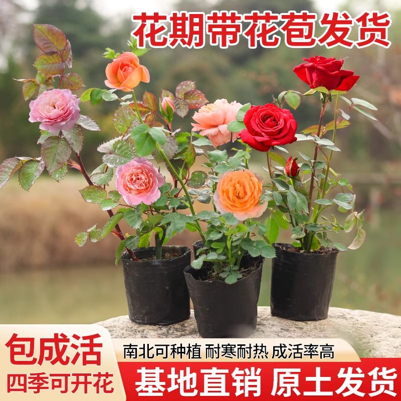 Саженцы роз с бутонами, цветы для балконов и улицы, кустарники с цветами на четыре сезона, сок роз, для ухода на балконе и во дворе