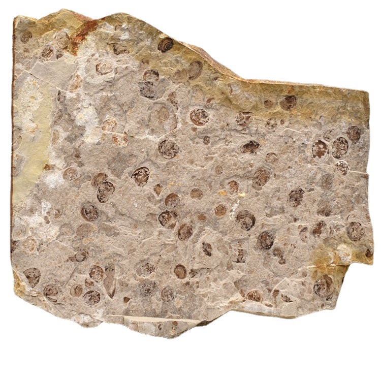 Daohugou Jurassic paleontology fossil original stone leaf limb insect fossil children's geological science popularization teaching specimen