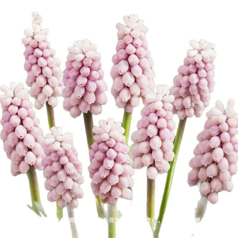Grape Hyacinth Seed Bulbs Potted Ground Planting Courtyard Bulb Seed Plant Perennial Hyacinth Flower Large Ball