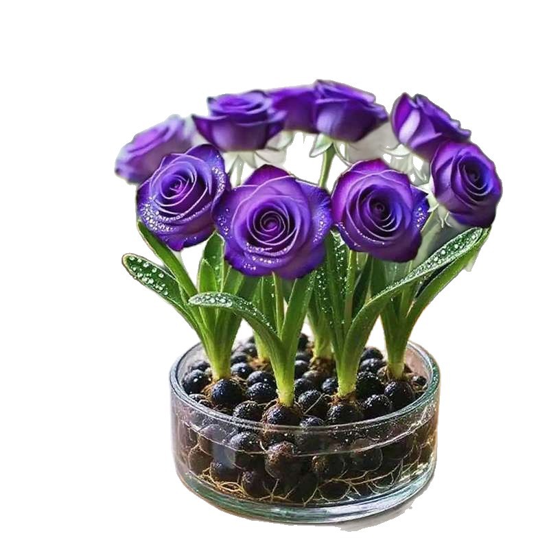 [Water and Live] Hydroponic Fragrant Rose Bulbs, Double Petals, Mosquito Repellent and Heat-Resistant Florals, Living Room Potted Green Plants