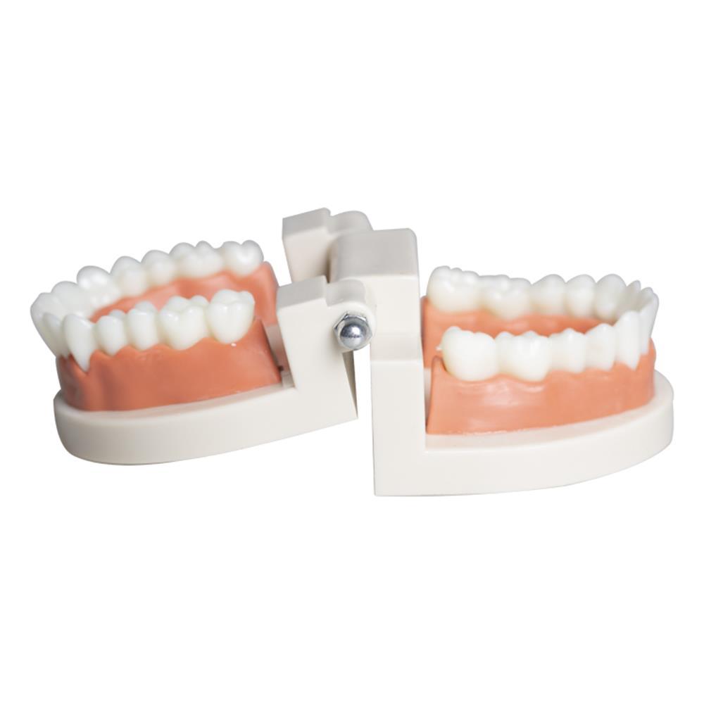 Dental resin practice dental model kindergarten brushing model health care dental teaching dental model