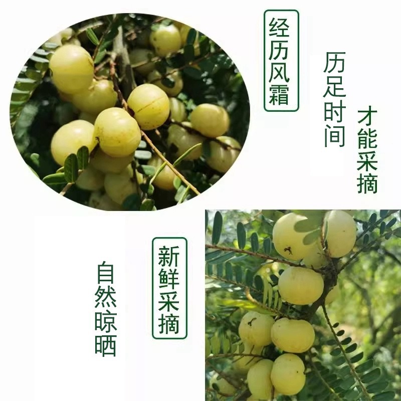 Oil Mandarin Tea Oil Mandarin Tea Canned 250g Natural Selected Oil Mandarin Fruit Source Manufacturer Wholesale and Retail