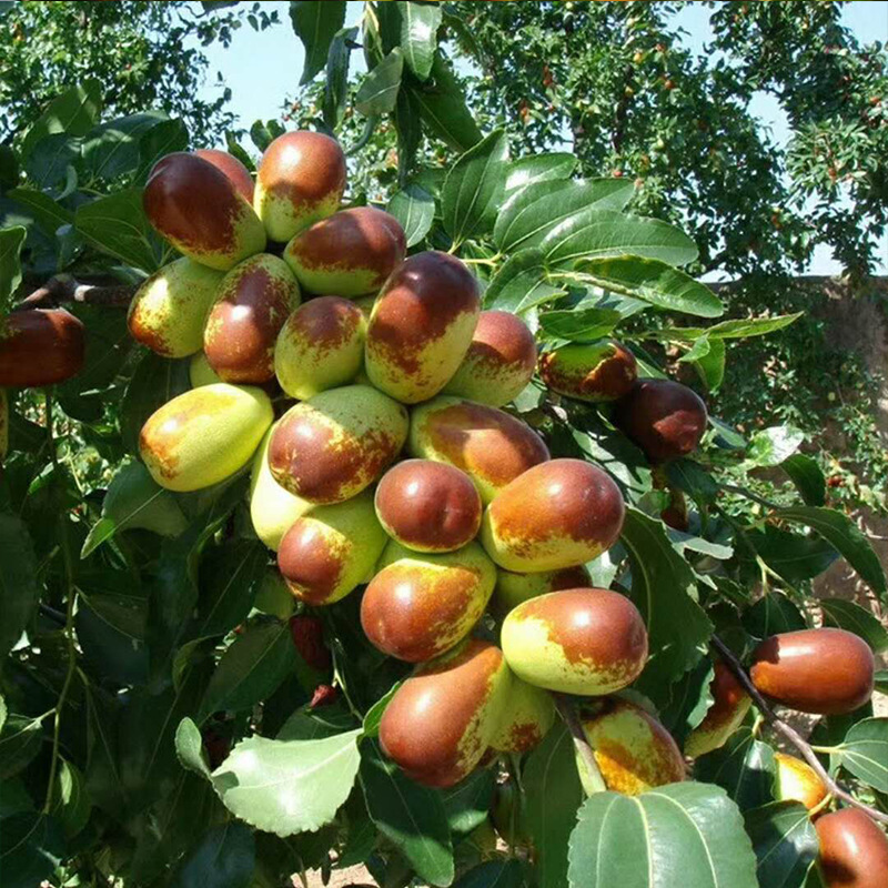 Jujube Seedlings, Live Jujube Tree Seedlings, Fruit Tree Seedlings, Northern and Southern Potted Plants, Ground Planting, Courtyard Jujube Trees, Fruit Tree Seedlings, Fruit Seedlings That Bear Fruit in the Same Year