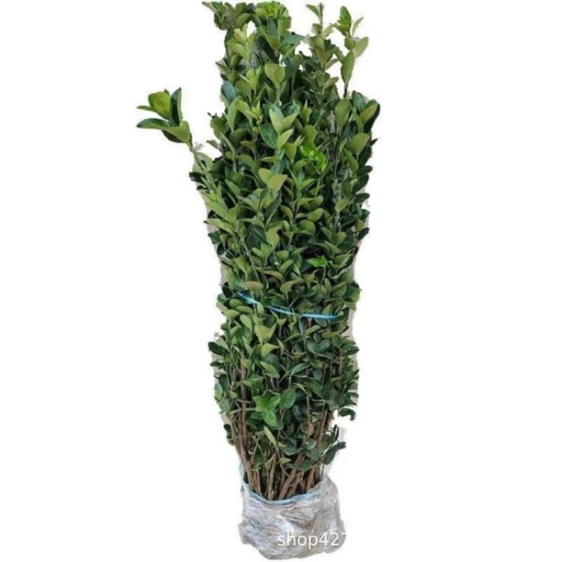 Hokkaido Boxwood Seedlings, Wall Fence Plants, Evergreen and Cold-Resistant Garden Engineering Saplings, Large-Leaf Holly Saplings