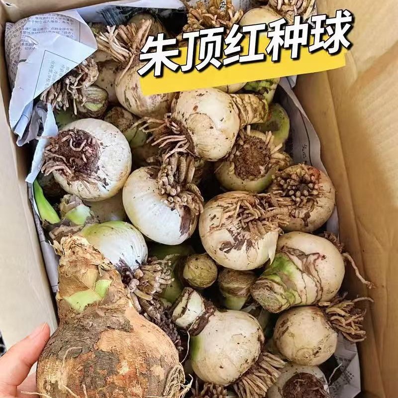 Amaryllis Bulbs Soil Imported Double-Petaled Amaryllis Balcony Courtyard Easy-To-Grow Flowers Extra-Large Potted Amaryllis