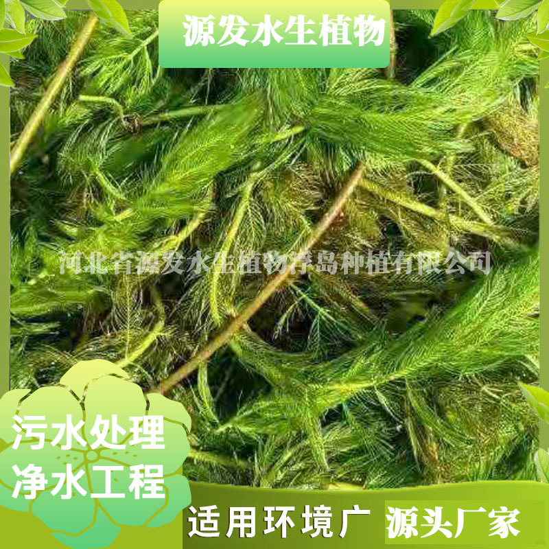 Проекты очистки воды с использованием водорослей, горькой травы и хвостовой водоросли