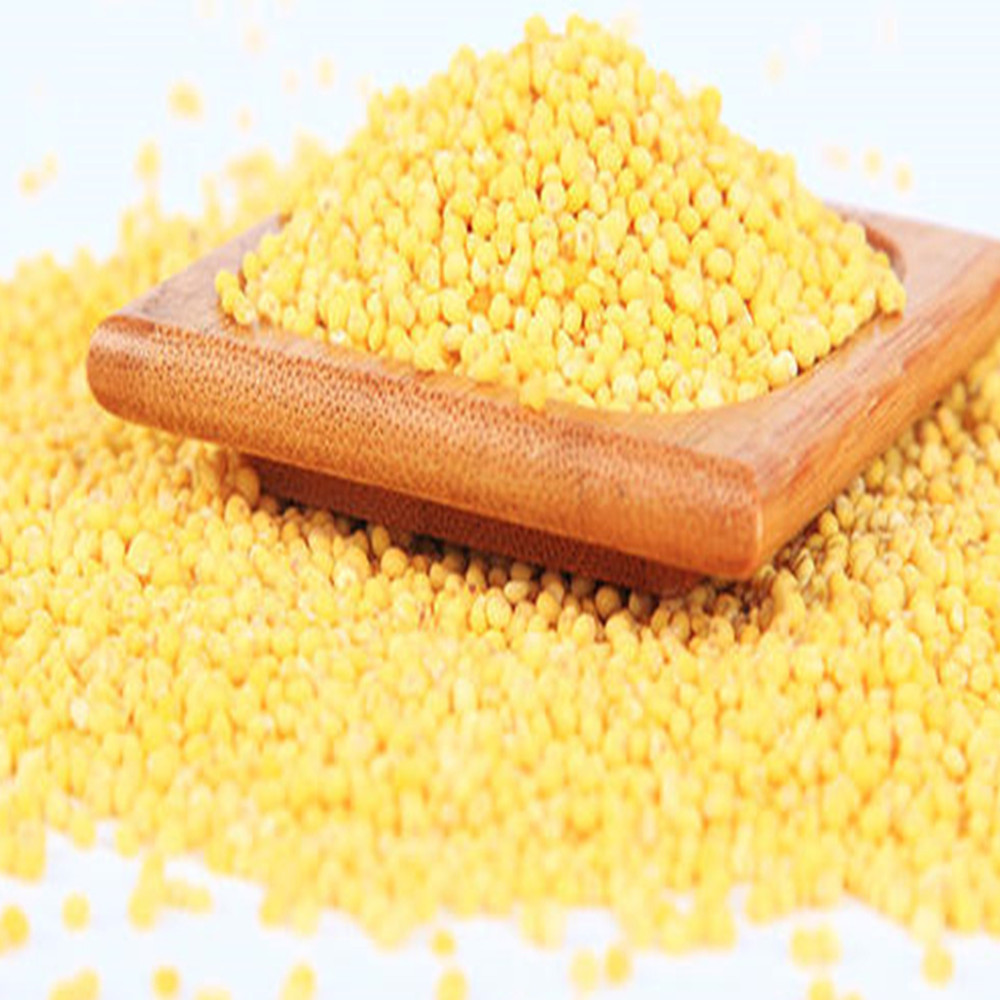 Fresh Millet, Yellow Millet 500g/ 0.5kg, Direct Supply of Season, New Capsuless and Full Capsuless, Paired with Multigrain Porridge