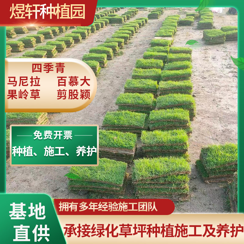 Suzhou Real Turf Lawn Courtyard Villa Greening Plant Manila Evergreen Green Lawn Green Plant Lawn