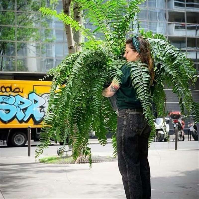 Giant Long-Leaf Maidenhair Fern Boston Fern Large Potted Hanging Fern Maidenhair Fern Indoor Potted Rainforest Rhizome for Living Room