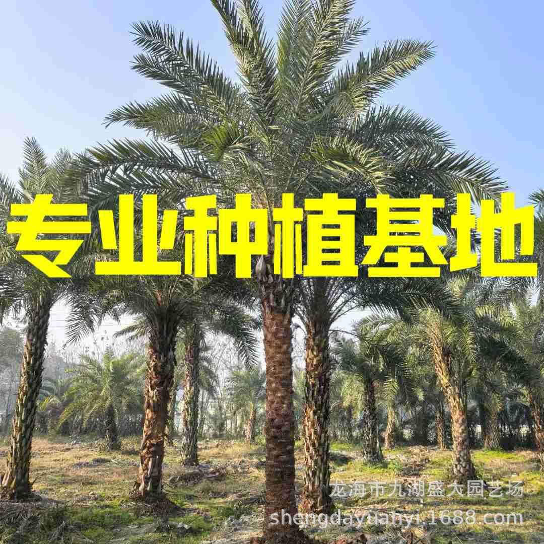 Фуцзянская пальма Йинхай, цены, Чжэцзян, ближневосточная пальма, оптовая продажа, Хунань, Хубэй, Йинхай, ландшафтное озеленение