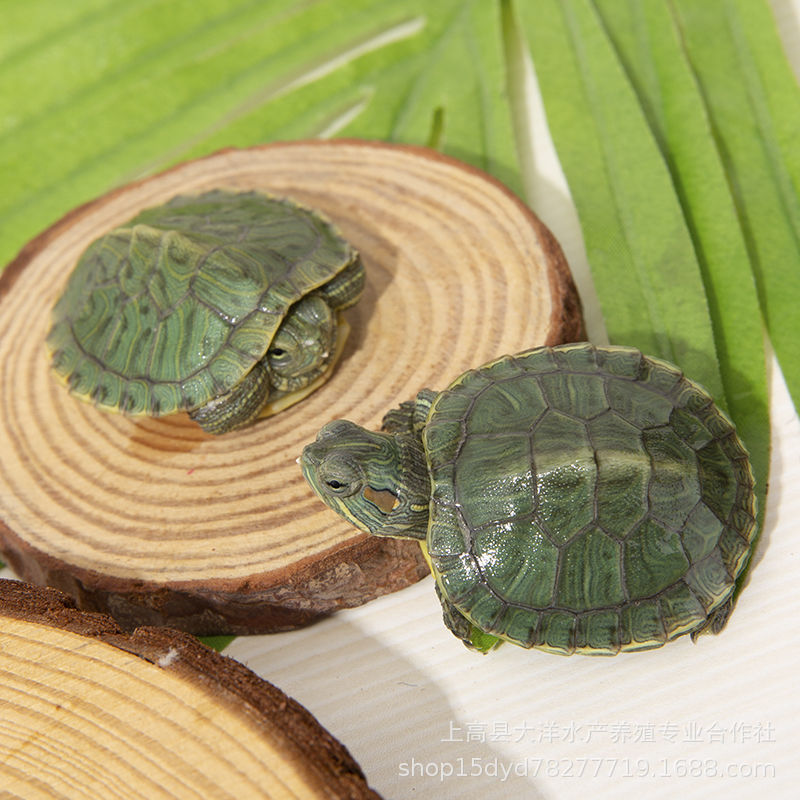 Tortoise Living Big Brazilian Tortoise Living Small Tortoise Pet Tortoise Seedling Tortoise Longevity Ornamental Turtle Wholesale