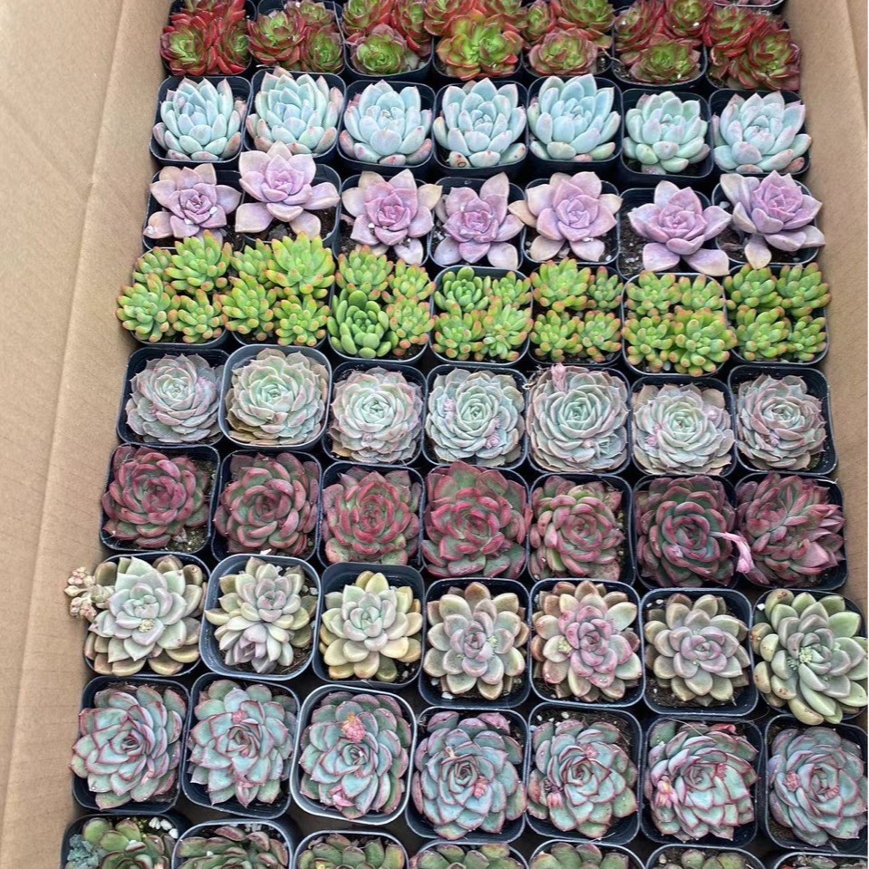 Succulent Lcl Stall Succulent with Potted Plants 70 Pots of Flower Potted Plants Wholesale Free Shipping Good Maintenance Gifts 6cm