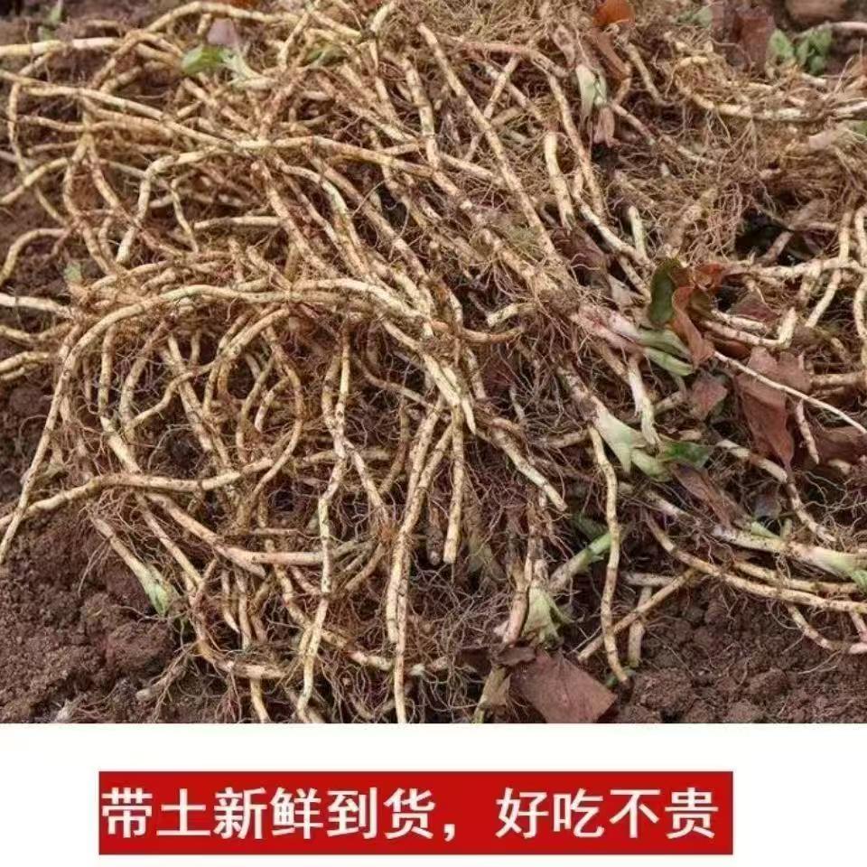 Fresh Houttuynia Cordata Root Puree Without Leaves, Tender Root, Hubei Specialty, Jujube Root Cold Dish