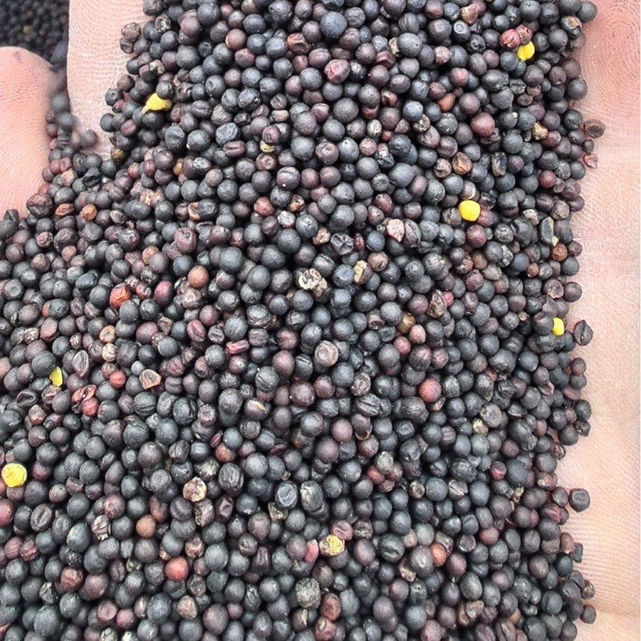 Rapeseed Wholesale Seasonal New Oil Expressed Rapeseed 50 Jin Grain Oil Crops Rapeseed