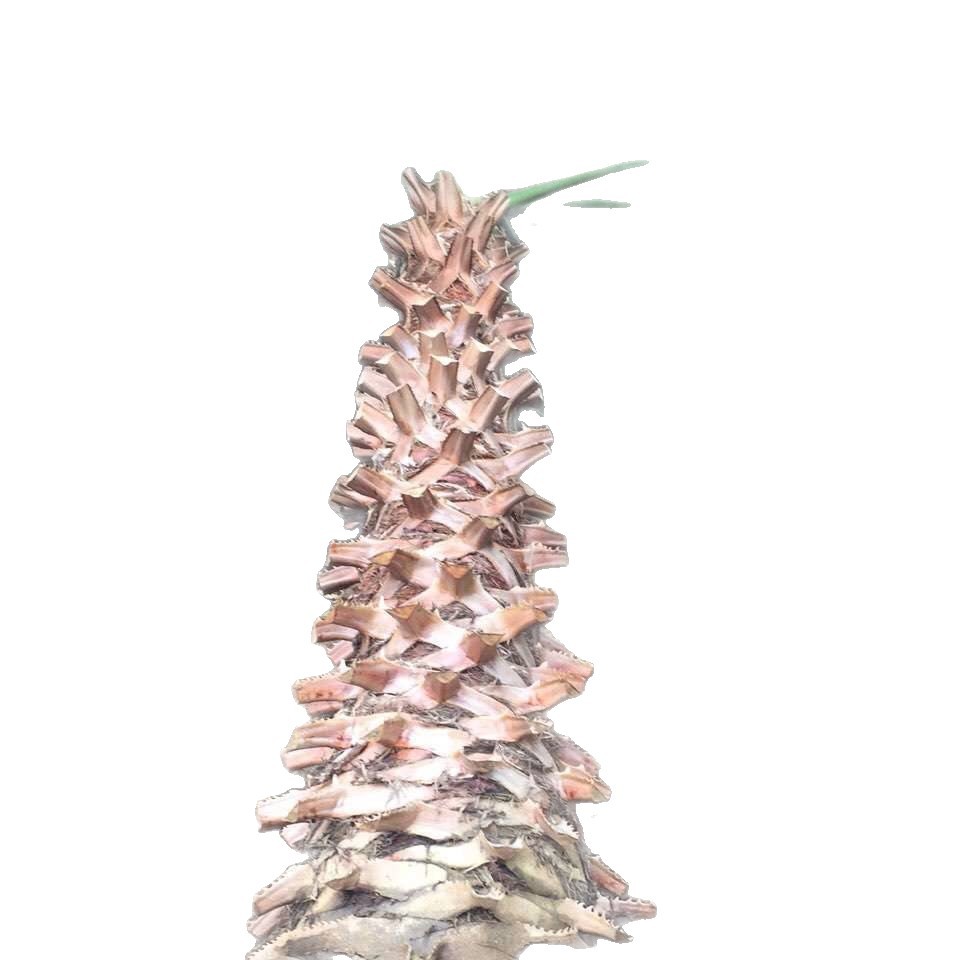 Zhejiang Old Man's Palm Quote Jiangsu Washington Palm Jiangxi Old Man's Palm Price Shanghai Huazhou Wholesale