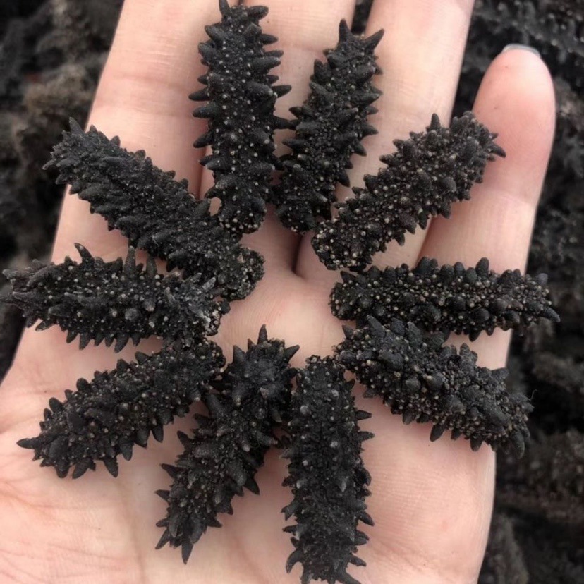 Импортированный дикий морской огурец из России сухие закуски для беременных и пожилых готовые к употреблению морские огурцы питательные добавки бесплатная доставка