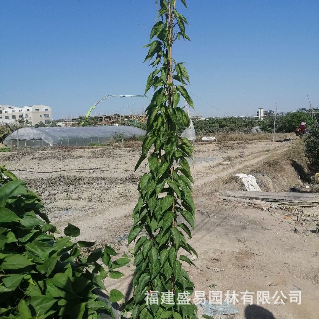 Sichuan Firecracker Flower Wholesale Fujian Firecracker Flower Price Zhangzhou Firecracker Flower Base Firecracker Flower Supply Firecracker Vine