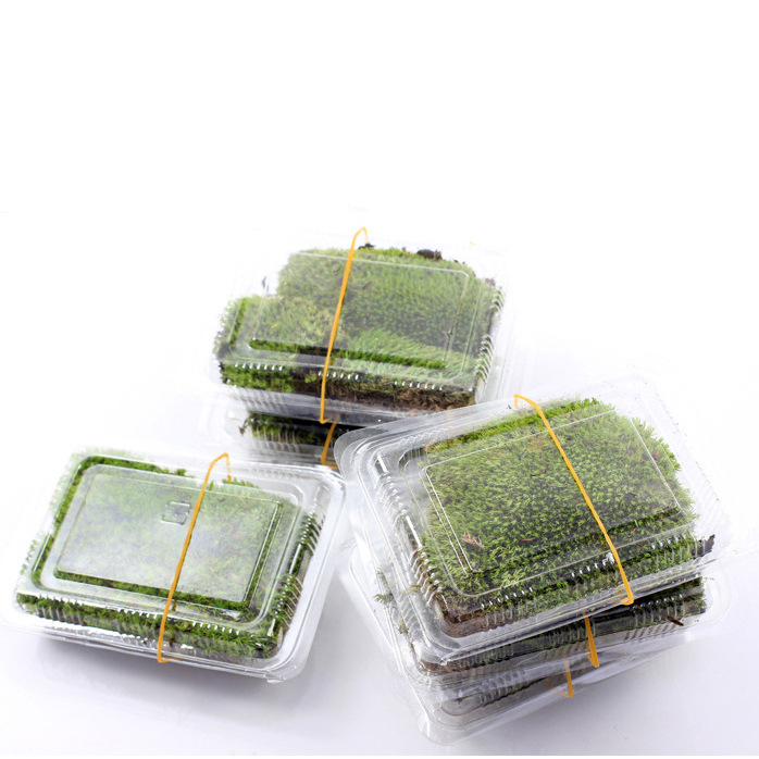 Moss Micro-Landscape Ecological Bottle Fresh White Hair Moss Small White Hair Micro-Landscape Accessories Material Moss Wholesale