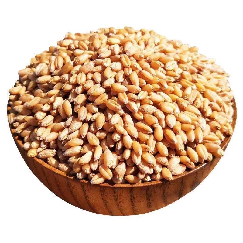 New Seasonal Wheat with Skin, Can Be Used for Brewing, Germination, Bulk Goods in Stock, Wholesale Grain Raw Materials, Henan Wheat