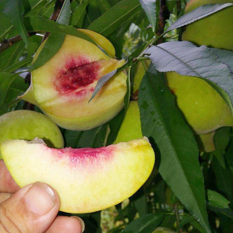 Eagle-Beak Peach Tree Seedlings, Crisp and Sweet Peach Saplings, Peach Tree Grafted Seedlings, Extra-Large Fruit Tree Seedlings Planted in the South and North