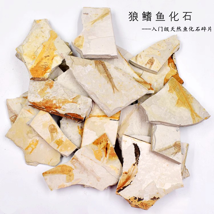 Окаменелость рыбы Лангфина в западном Ляонине оригинальный камень окаменелость трилобита образец для обучения геологии для детей
