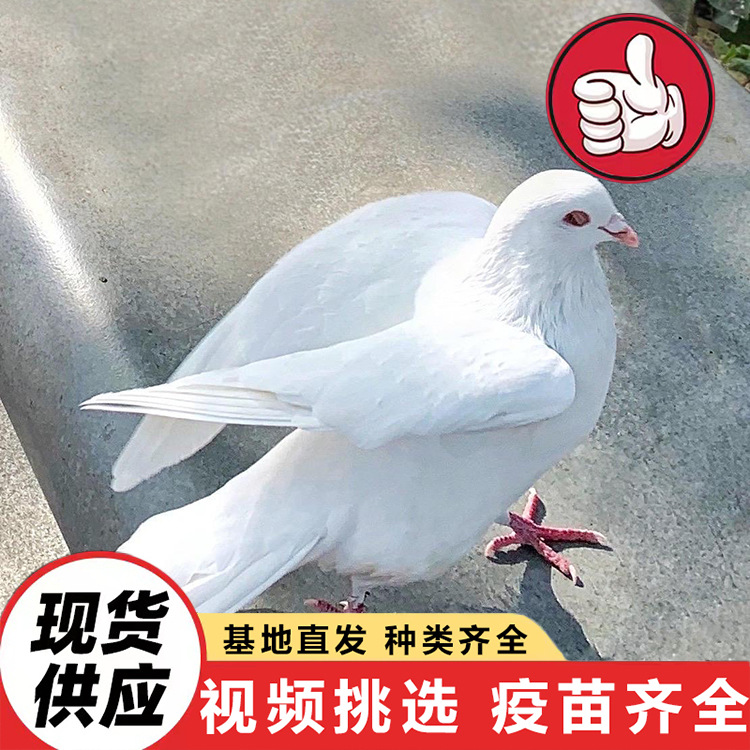 Цены на живых голубей, фермерские голуби на свободном выгуле на продажу, белохвостые королевские голуби в парах