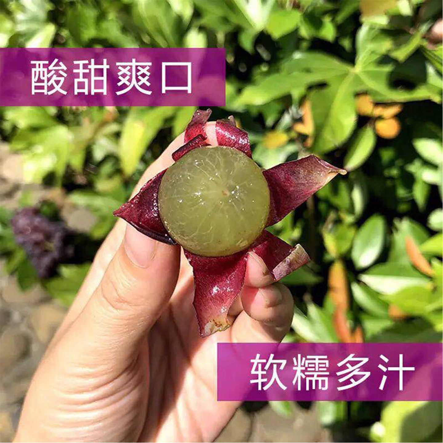 [Sf Cold Chain] Freshly Picked Authentic Pujiang Kyoho Grapes, Fresh, Large and Sweet Seasonal Fruits with Seeds for Gifts