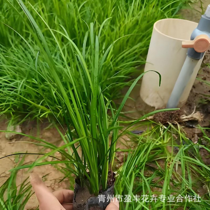 Легкие в выращивании саженцы офиопогона японского, декоративные лиственные растения для ландшафтного дизайна, вечнозеленые и легкие в уходе почвопокровные растения