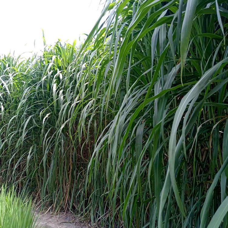 Hairless Sweet Elephant Grass No. 3 Seed Section Red Elephant Grass High Yield Cold-Resistant Emperor Bamboo Grass Giant Fungus Grass Section Perennial Four-Season Pasture