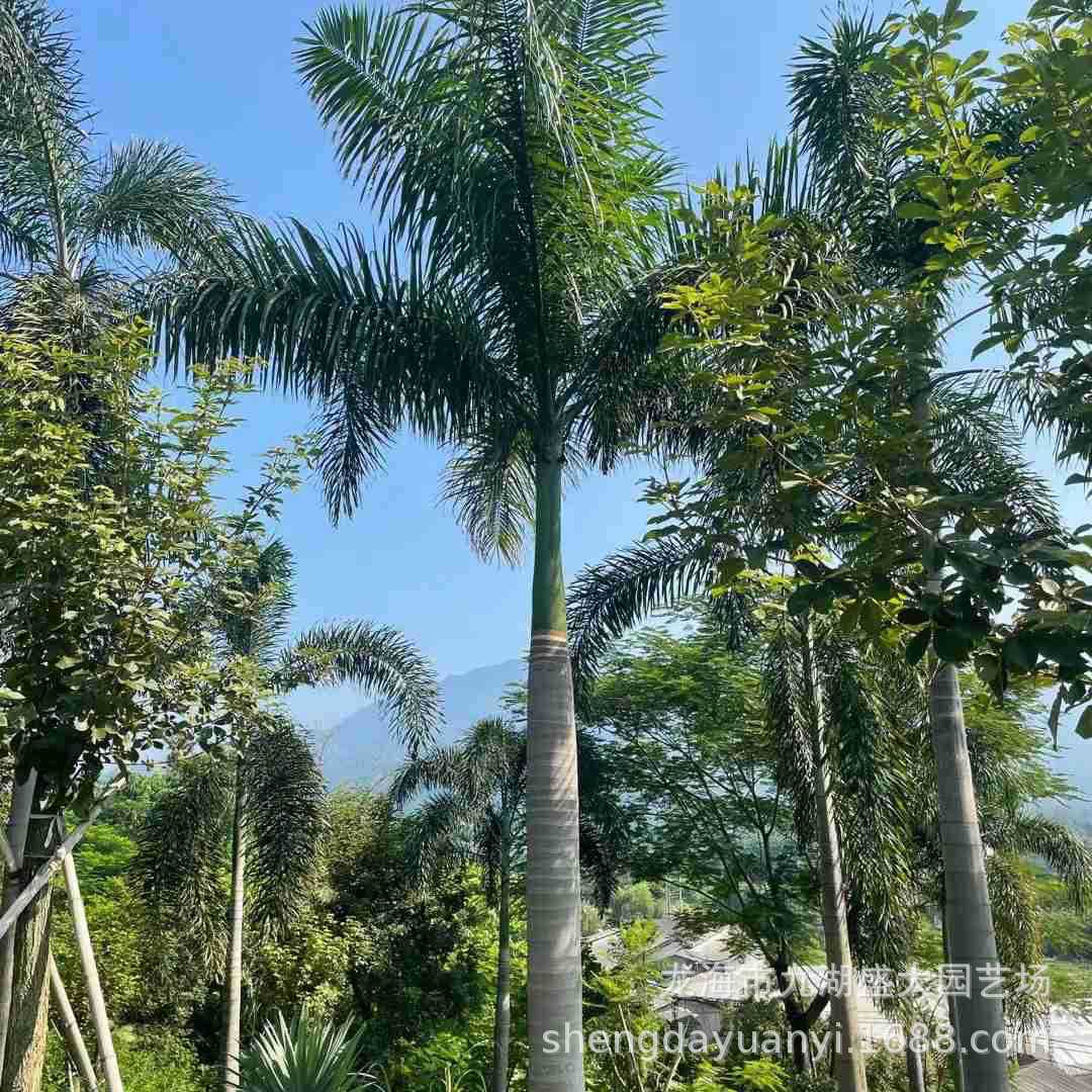 Zhejiang Dahuang Coconut Quote Jiangxi Dahuang Coconut Price Dahuang Palm Wholesale Fujian Dahuang Coconut Base