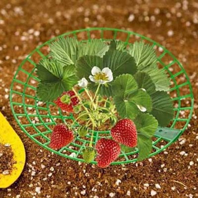 Strawberry Stand Strawberry Seedling Planting Rack Home Planting Strawberry Tray Rack Gardening Supplies Garden Plant Planting Rack