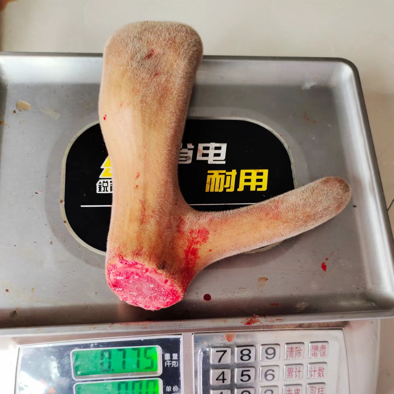 Jilin plum blossom deer antler whole branch fresh antler fresh first crop two bars can be cut with knife slice wine brewing soup medicinal materials