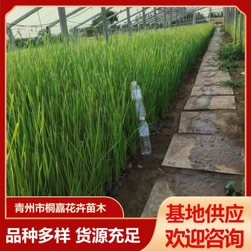 Qingzhou Base Supplies Roadside Riverbank Greening Cattail Seedlings Cup Seedlings Potted Seedlings Perennial Emergent Plant Cattail