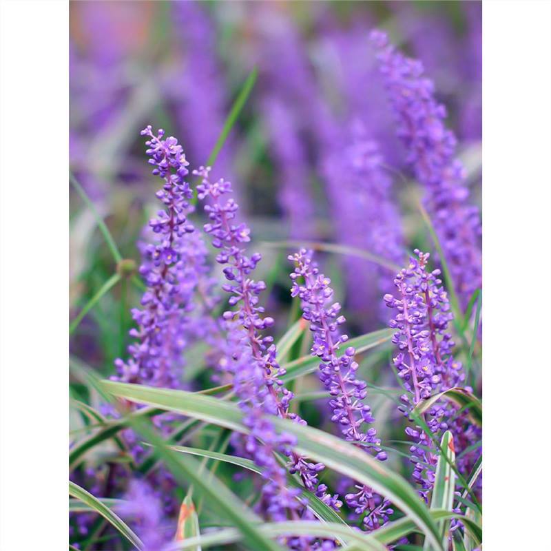 Phnom Penh Ophiopogon Japonicus Seedlings House Courtyard Lawn Greening Ground Cover Grass Flower Shade-Tolerant Broad-Leaf Ophiopogon Japonicus Cold-Resistant Auspicious Grass