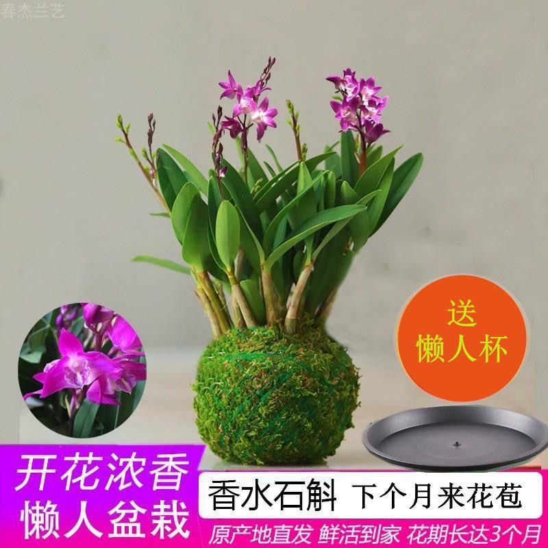 New Store with Many Flower Buds, Colorful Perfume Straight Hair Dendrobium Orchid Indoor Potted Plant with a Flowering Period of up to 2 Months
