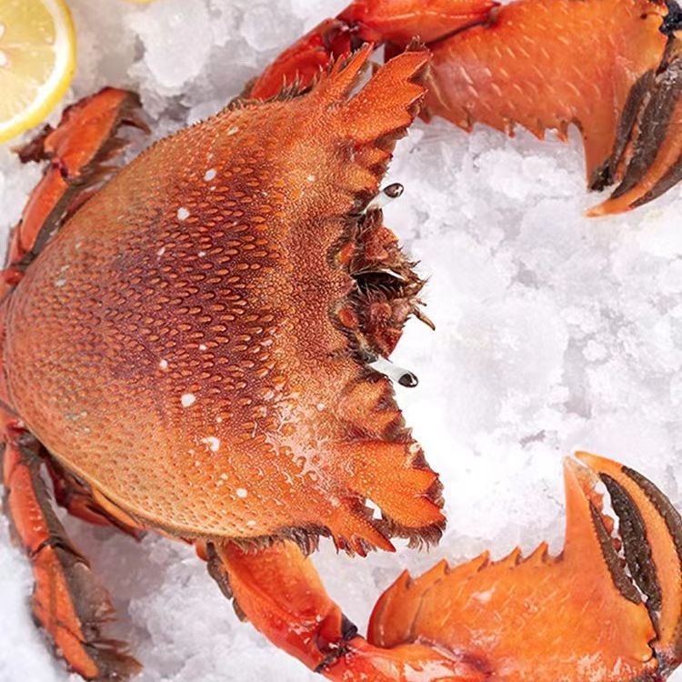 Live Frozen Tiger Crab, about 0.5kg Pieces/Piece [Love Fish Full Cabin Dropshipping Live Broadcast]