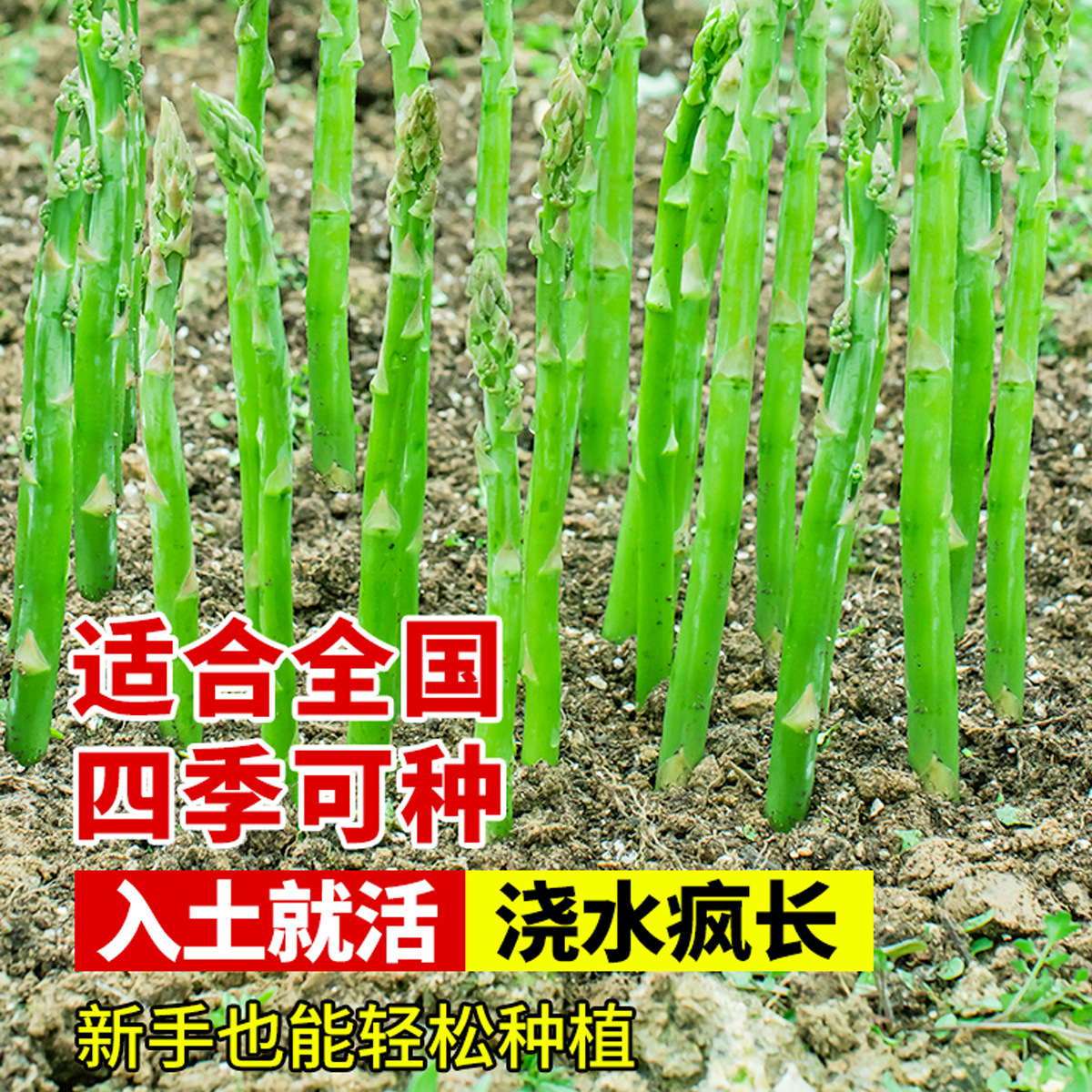 Freshly Dug Asparagus Root Seedlings, New Asparagus Seedlings for Planting in All Seasons, Vegetable Seedlings for Consumption, Garden Seedlings, Potted Asparagus Seeds
