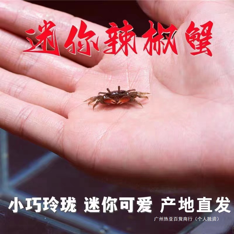 Crab Wholesale Crab Mini Chili Crab Small Crab Ornamental Crab Freshwater Pet Crab Mate Mini China