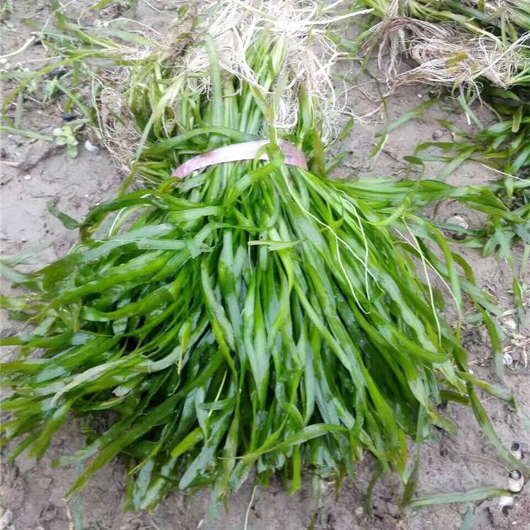 Various Aquatic Plants Such as Aquaticum, Dwarf Aquaticum, Dwarf Evergreen Aquaticum Are Packaged in Batches Directly from the Manufacturer