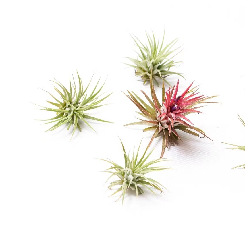 Factory Direct Air Tillandsia Soilless Plants Air Tillandsia Marshmallow Wholesale