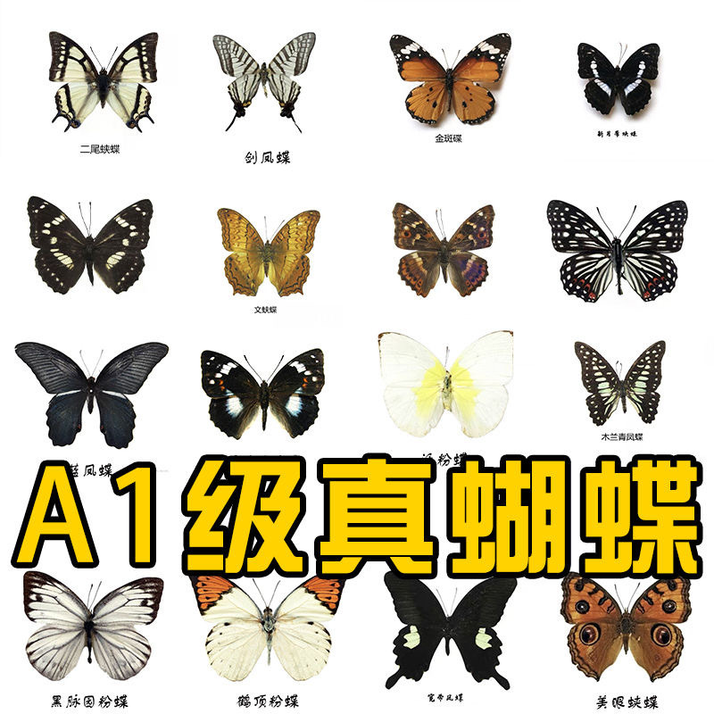Реальный образец бабочки с зелеными крыльями, пояс из бабочки Цуйфэн, насекомое, обучающее пособие для детского сада, популярные научные экспонаты, ручная работа, фоторамка