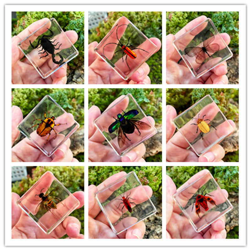 Настоящий Червь Маленькое Животное Насекомое Экспонат Смола Морское Животное Янтарь Экспонат Скорпион Паук Муравей Краб Скарабей