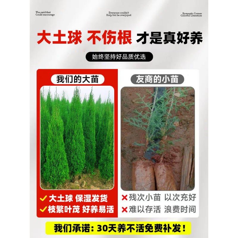 Pine and Cypress Saplings, Evergreen Cypress, Tower Cypress, Arborvitae, Large Saplings, Road Greening, Easy to Live and Maintain, Round Cypress and Pine Trees