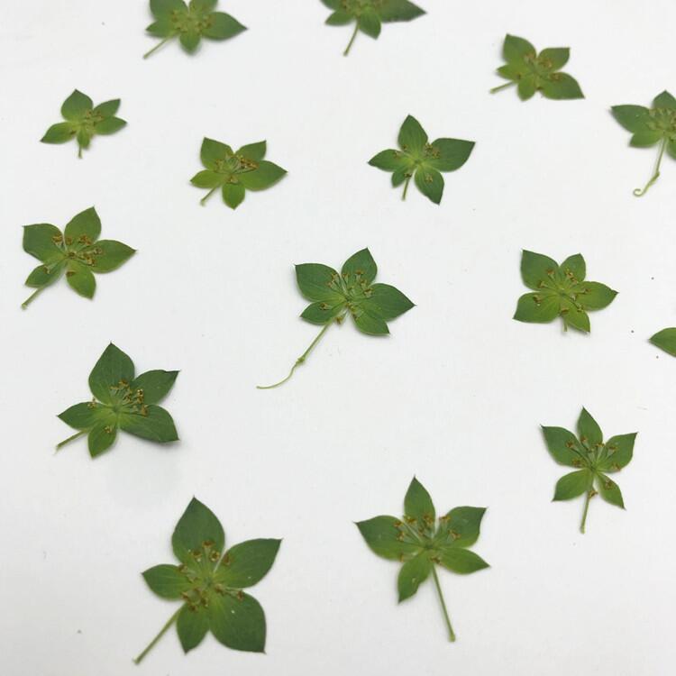 Rabbit Ear Grass Leaf Gold Nail Art Dried Flowers Internet Red Sticker Face ins Wind Flower Mobile Phone Shell Dropping Glue Flower Material diy Picture Frame