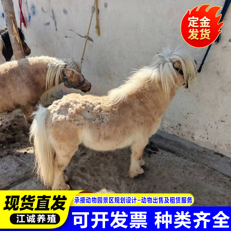 Children in Scenic Spots Ride on Live Donkeys. Farms Sell and Rent Donkeys. Family Breeding Pet Donkeys