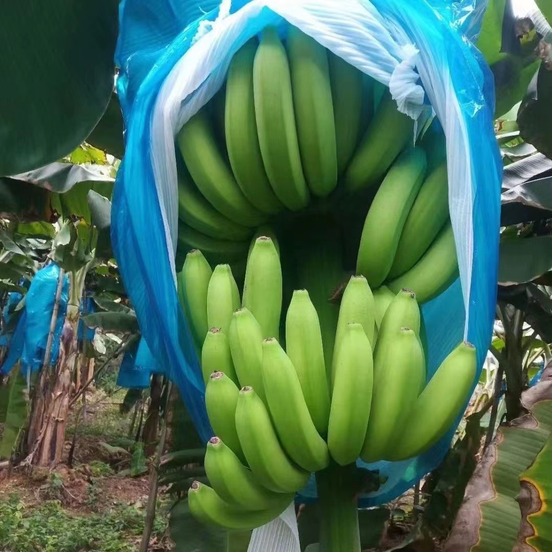 Banana Packaging Bag Thickened Heat Preservation Rain-proof Cold-proof Insect-proof Bag Banana Bag Pearl Cotton Protective Bag Ripening Planting Bag
