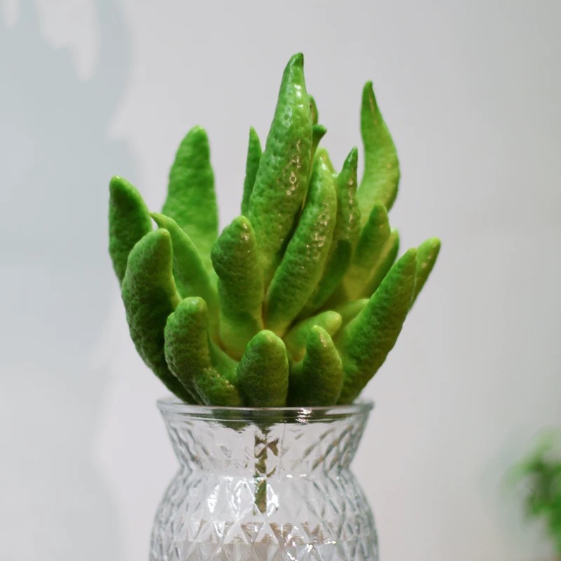 Yunnan Buddha's Hand for Blessings and Longevity, Yunnan Buddha's Hand Hydroponic Flower Arrangement for Ornamental Display, Natural Aromatherapy Freshly Harvested