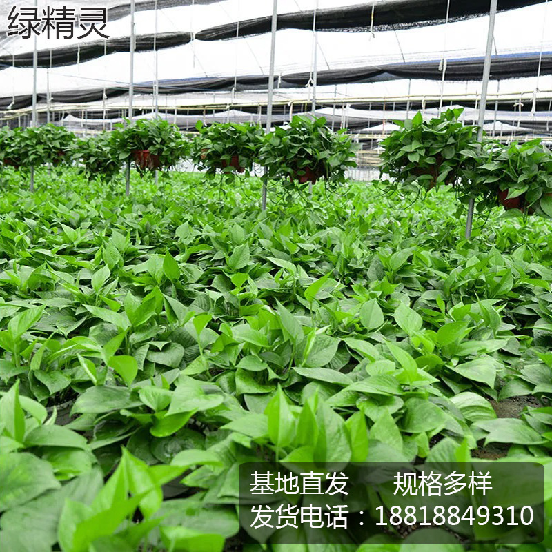 Green Radish Potted Indoor Office Hydroponic Green Plants Purify Air Florals Green Basket Spider Orchid Bonsai Base Wholesale