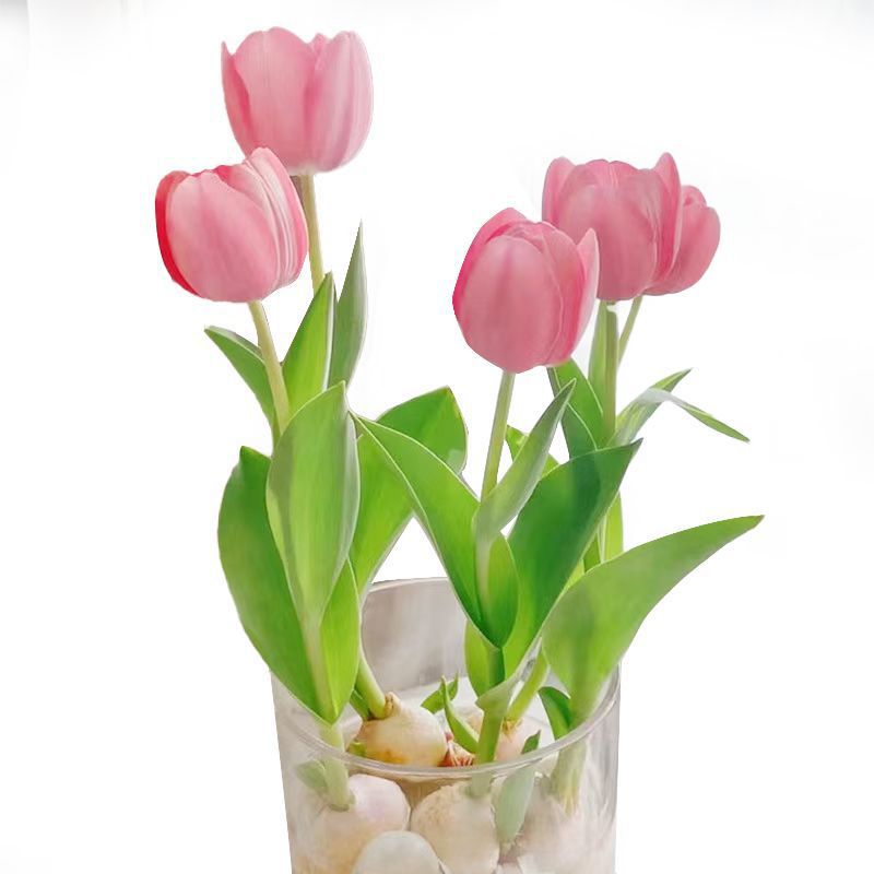 Wholesale In-Stock Tulip Bulbs Single-Petal Variety, 1 Bulb, 5-Degree Bulbs, Indoor Potted Flowers, Blooms All Seasons, Easy to Care for